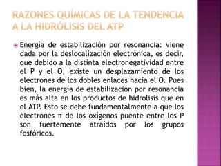  Energía de estabilización por resonancia: viene
dada por la deslocalización electrónica, es decir,
que debido a la distinta electronegatividad entre
el P y el O, existe un desplazamiento de los
electrones de los dobles enlaces hacia el O. Pues
bien, la energía de estabilización por resonancia
es más alta en los productos de hidrólisis que en
el ATP. Esto se debe fundamentalmente a que los
electrones π de los oxígenos puente entre los P
son fuertemente atraídos por los grupos
fosfóricos.
 