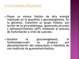  Posee un enlace fosfato de alta energía
implicado en la glucólisis y gluconeogénesis. En
la glicolisis, transfiere su grupo fosfato, por
acción de la piruvatokinasa, generando piruvato
y adenosíntrifosfato (ATP) mediante el proceso
de fosforilación a nivel de sustrato.
 Durante la gluconeogénesis, el
fosfoenolpiruvato se produce por
descarboxilación del oxalacetato e hidrólisis de
una molécula de guanosinatrifosfato.
 