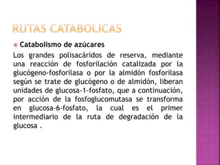  Catabolismo de azúcares
Los grandes polisacáridos de reserva, mediante
una reacción de fosforilación catalizada por la
glucógeno-fosforilasa o por la almidón fosforilasa
según se trate de glucógeno o de almidón, liberan
unidades de glucosa-1-fosfato, que a continuación,
por acción de la fosfoglucomutasa se transforma
en glucosa-6-fosfato, la cual es el primer
intermediario de la ruta de degradación de la
glucosa .
 