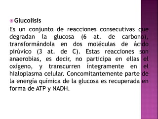  Glucolisis
Es un conjunto de reacciones consecutivas que
degradan la glucosa (6 at. de carbono),
transformándola en dos moléculas de ácido
pirúvico (3 at. de C). Estas reacciones son
anaerobias, es decir, no participa en ellas el
oxígeno, y transcurren íntegramente en el
hialoplasma celular. Concomitantemente parte de
la energía química de la glucosa es recuperada en
forma de ATP y NADH.
 