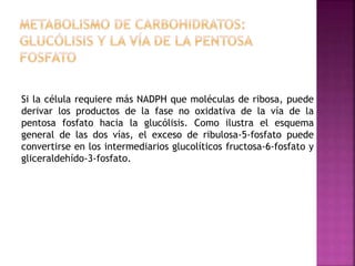 Si la célula requiere más NADPH que moléculas de ribosa, puede
derivar los productos de la fase no oxidativa de la vía de la
pentosa fosfato hacia la glucólisis. Como ilustra el esquema
general de las dos vías, el exceso de ribulosa-5-fosfato puede
convertirse en los intermediarios glucolíticos fructosa-6-fosfato y
gliceraldehído-3-fosfato.
 
