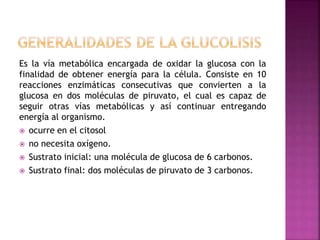 Es la vía metabólica encargada de oxidar la glucosa con la
finalidad de obtener energía para la célula. Consiste en 10
reacciones enzimáticas consecutivas que convierten a la
glucosa en dos moléculas de piruvato, el cual es capaz de
seguir otras vías metabólicas y así continuar entregando
energía al organismo.
 ocurre en el citosol
 no necesita oxígeno.
 Sustrato inicial: una molécula de glucosa de 6 carbonos.
 Sustrato final: dos moléculas de piruvato de 3 carbonos.
 