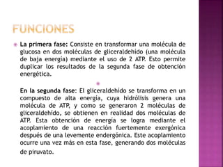  La primera fase: Consiste en transformar una molécula de
glucosa en dos moléculas de gliceraldehído (una molécula
de baja energía) mediante el uso de 2 ATP. Esto permite
duplicar los resultados de la segunda fase de obtención
energética.

En la segunda fase: El gliceraldehído se transforma en un
compuesto de alta energía, cuya hidrólisis genera una
molécula de ATP, y como se generaron 2 moléculas de
gliceraldehído, se obtienen en realidad dos moléculas de
ATP. Esta obtención de energía se logra mediante el
acoplamiento de una reacción fuertemente exergónica
después de una levemente endergónica. Este acoplamiento
ocurre una vez más en esta fase, generando dos moléculas
de piruvato.
 
