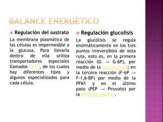  Regulación del sustrato
La membrana plasmática de
las células es impermeable a
la glucosa. Para llevarla
dentro de ella utiliza
transportadores especiales
llamados GLUT, de los cuales
hay diferentes tipos y
algunos especializados para
cada célula.
 Regulación glucolisis
La glucólisis se regula
enzimáticamente en los tres
puntos irreversibles de esta
ruta, esto es, en la primera
reacción (G → G-6P), por
medio de la hexoquinasa; en
la tercera reacción (F-6P →
F-1,6-BP) por medio de la
PFK1 y en el último
paso (PEP → Piruvato) por
la piruvato quinasa.
 