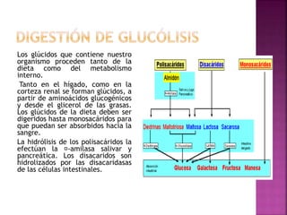 Los glúcidos que contiene nuestro
organismo proceden tanto de la
dieta como del metabolismo
interno.
Tanto en el hígado, como en la
corteza renal se forman glúcidos, a
partir de aminoácidos glucogénicos
y desde el glicerol de las grasas.
Los glúcidos de la dieta deben ser
digeridos hasta monosacáridos para
que puedan ser absorbidos hacia la
sangre.
La hidrólisis de los polisacáridos la
efectúan la -amilasa salivar y
pancreática. Los disacaridos son
hidrolizados por las disacaridasas
de las células intestinales.
 