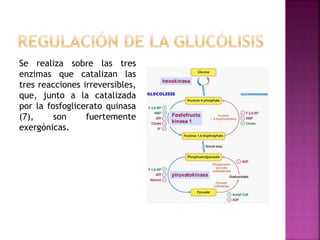 Se realiza sobre las tres
enzimas que catalizan las
tres reacciones irreversibles,
que, junto a la catalizada
por la fosfoglicerato quinasa
(7), son fuertemente
exergónicas.
 