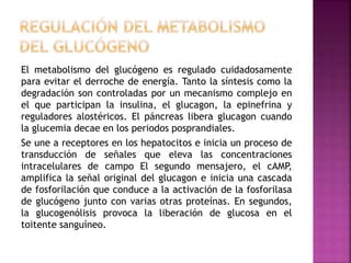 El metabolismo del glucógeno es regulado cuidadosamente
para evitar el derroche de energía. Tanto la síntesis como la
degradación son controladas por un mecanismo complejo en
el que participan la insulina, el glucagon, la epinefrina y
reguladores alostéricos. El páncreas libera glucagon cuando
la glucemia decae en los periodos posprandiales.
Se une a receptores en los hepatocitos e inicia un proceso de
transducción de señales que eleva las concentraciones
intracelulares de campo El segundo mensajero, el cAMP,
amplifica la señal original del glucagon e inicia una cascada
de fosforilación que conduce a la activación de la fosforilasa
de glucógeno junto con varias otras proteínas. En segundos,
la glucogenólisis provoca la liberación de glucosa en el
toitente sanguíneo.
 