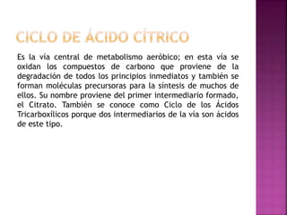 Es la vía central de metabolismo aeróbico; en esta vía se
oxidan los compuestos de carbono que proviene de la
degradación de todos los principios inmediatos y también se
forman moléculas precursoras para la síntesis de muchos de
ellos. Su nombre proviene del primer intermediario formado,
el Citrato. También se conoce como Ciclo de los Ácidos
Tricarboxílicos porque dos intermediarios de la vía son ácidos
de este tipo.
 
