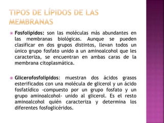  Fosfolípidos: son las moléculas más abundantes en
las membranas biológicas. Aunque se pueden
clasificar en dos grupos distintos, llevan todos un
único grupo fosfato unido a un aminoalcohol que les
caracteriza, se encuentran en ambas caras de la
membrana citoplasmática.
 Glicerofosfolípidos: muestran dos ácidos grasos
esterificados con una molécula de glicerol y un ácido
fosfatídico -compuesto por un grupo fosfato y un
grupo aminoalcohol- unido al glicerol. Es el resto
aminoalcohol quién caracteriza y determina los
diferentes fosfoglicéridos.
 