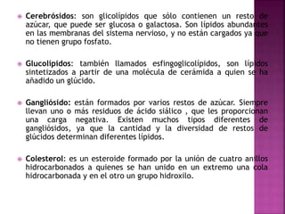  Cerebrósidos: son glicolípidos que sólo contienen un resto de
azúcar, que puede ser glucosa o galactosa. Son lípidos abundantes
en las membranas del sistema nervioso, y no están cargados ya que
no tienen grupo fosfato.
 Glucolípidos: también llamados esfingoglicolípidos, son lípidos
sintetizados a partir de una molécula de cerámida a quien se ha
añadido un glúcido.
 Gangliósido: están formados por varios restos de azúcar. Siempre
llevan uno o más residuos de ácido siálico , que les proporcionan
una carga negativa. Existen muchos tipos diferentes de
gangliósidos, ya que la cantidad y la diversidad de restos de
glúcidos determinan diferentes lípidos.
 Colesterol: es un esteroide formado por la unión de cuatro anillos
hidrocarbonados a quienes se han unido en un extremo una cola
hidrocarbonada y en el otro un grupo hidroxilo.
 