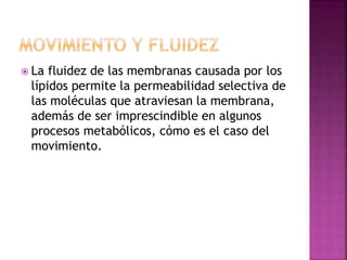  La fluidez de las membranas causada por los
lípidos permite la permeabilidad selectiva de
las moléculas que atraviesan la membrana,
además de ser imprescindible en algunos
procesos metabólicos, cómo es el caso del
movimiento.
 