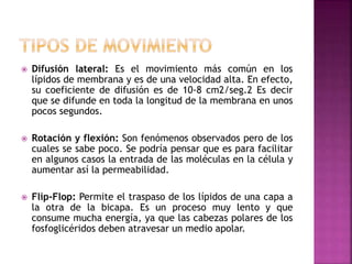  Difusión lateral: Es el movimiento más común en los
lípidos de membrana y es de una velocidad alta. En efecto,
su coeficiente de difusión es de 10-8 cm2/seg.2 Es decir
que se difunde en toda la longitud de la membrana en unos
pocos segundos.
 Rotación y flexión: Son fenómenos observados pero de los
cuales se sabe poco. Se podría pensar que es para facilitar
en algunos casos la entrada de las moléculas en la célula y
aumentar así la permeabilidad.
 Flip-Flop: Permite el traspaso de los lípidos de una capa a
la otra de la bicapa. Es un proceso muy lento y que
consume mucha energía, ya que las cabezas polares de los
fosfoglicéridos deben atravesar un medio apolar.
 