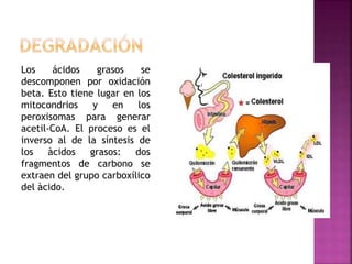 Los ácidos grasos se
descomponen por oxidación
beta. Esto tiene lugar en los
mitocondrios y en los
peroxisomas para generar
acetil-CoA. El proceso es el
inverso al de la síntesis de
los àcidos grasos: dos
fragmentos de carbono se
extraen del grupo carboxílico
del àcido.
 