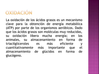 La oxidación de los ácidos grasos es un mecanismo
clave para la obtención de energía metabólica
(ATP) por parte de los organismos aeróbicos. Dado
que los ácidos grasos son moléculas muy reducidas,
su oxidación libera mucha energía; en los
animales, su almacenamiento en forma de
triacilgliceroles es más eficiente y
cuantitativamente más importante que el
almacenamiento de glúcidos en forma de
glucógeno.
 