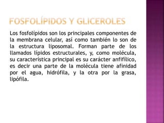Los fosfolípidos son los principales componentes de
la membrana celular, así como también lo son de
la estructura liposomal. Forman parte de los
llamados lípidos estructurales, y, como molécula,
su característica principal es su carácter anfifílico,
es decir una parte de la molécula tiene afinidad
por el agua, hidrófila, y la otra por la grasa,
lipófila.
 