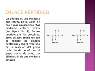 Un péptido es una molécula
que resulta de la unión de
dos o más aminoácidos (AA)
mediante enlaces amida
(ver figura No. 1). En los
péptidos y en las proteínas,
estos enlaces amida reciben
el nombre de enlaces
peptídicos y son el resultado
de la reacción del grupo
carboxilo de un AA con el
grupo amino de otro, con
eliminación de una molécula
de agua
 