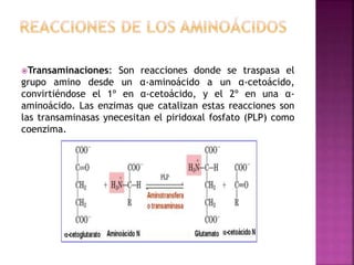 Transaminaciones: Son reacciones donde se traspasa el
grupo amino desde un α-aminoácido a un α-cetoácido,
convirtiéndose el 1º en α-cetoácido, y el 2º en una α-
aminoácido. Las enzimas que catalizan estas reacciones son
las transaminasas ynecesitan el piridoxal fosfato (PLP) como
coenzima.
 