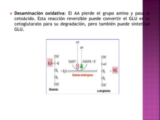  Desaminación oxidativa: El AA pierde el grupo amino y pasa a-
cetoácido. Esta reacción reversible puede convertir el GLU en α-
cetoglutarato para su degradación, pero también puede sintetizar
GLU.
 