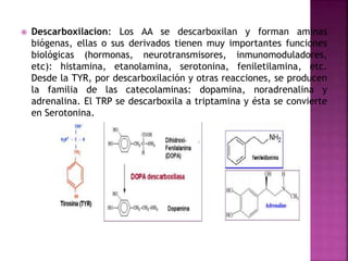  Descarboxilacion: Los AA se descarboxilan y forman aminas
biógenas, ellas o sus derivados tienen muy importantes funciones
biológicas (hormonas, neurotransmisores, inmunomoduladores,
etc): histamina, etanolamina, serotonina, feniletilamina, etc.
Desde la TYR, por descarboxilación y otras reacciones, se producen
la familia de las catecolaminas: dopamina, noradrenalina y
adrenalina. El TRP se descarboxila a triptamina y ésta se convierte
en Serotonina.
 
