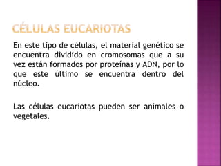 En este tipo de células, el material genético se
encuentra dividido en cromosomas que a su
vez están formados por proteínas y ADN, por lo
que este último se encuentra dentro del
núcleo.
Las células eucariotas pueden ser animales o
vegetales.
 
