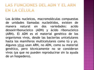 Los ácidos nucleicos, macromoléculas compuestas
de unidades llamadas nucleótidos, existen de
manera natural en dos variedades: acido
desoxirribonucleico (ADN) y ácido ribonucleico
(ARN). El ADN es el material genético de los
organismos vivos, desde las bacterias unicelulares
hasta los mamíferos multicelulares como tú y yo.
Algunos virus usan ARN, no ADN, como su material
genético, pero técnicamente no se consideran
vivos (ya que no pueden reproducirse sin la ayuda
de un hospedero).
 
