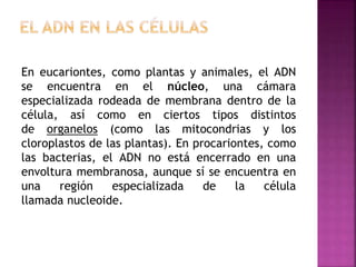 En eucariontes, como plantas y animales, el ADN
se encuentra en el núcleo, una cámara
especializada rodeada de membrana dentro de la
célula, así como en ciertos tipos distintos
de organelos (como las mitocondrias y los
cloroplastos de las plantas). En procariontes, como
las bacterias, el ADN no está encerrado en una
envoltura membranosa, aunque sí se encuentra en
una región especializada de la célula
llamada nucleoide.
 