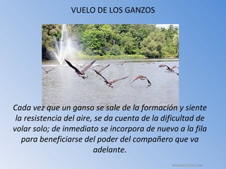 VUELO DE LOS GANZOS Cada vez que un ganso se sale de la formación y siente la resistencia del aire, se da cuenta de la dificultad de volar solo; de inmediato se incorpora de nuevo a la fila para beneficiarse del poder del compañero que va adelante. NOHEMI ESCALONA 