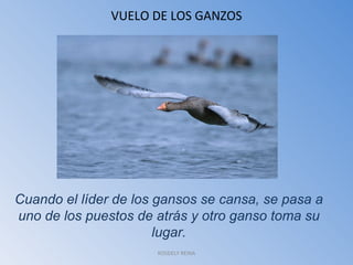 VUELO DE LOS GANZOS Cuando el líder de los gansos se cansa, se pasa a uno de los puestos de atrás y otro ganso toma su lugar. ROSDELY REINA 