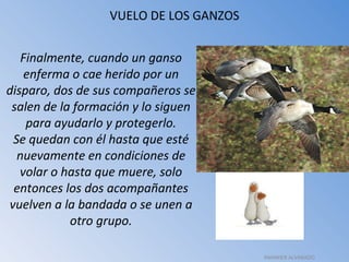 VUELO DE LOS GANZOS Finalmente, cuando un ganso enferma o cae herido por un disparo, dos de sus compañeros se salen de la formación y lo siguen para ayudarlo y protegerlo. Se quedan con él hasta que esté nuevamente en condiciones de volar o hasta que muere, solo entonces los dos acompañantes vuelven a la bandada o se unen a otro grupo. RAHINIER ALVARADO 