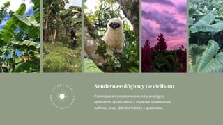 Sendero ecológico y de ciclismo
Caminatas en un entorno natural y ecológico,
apreciando la naturaleza y especies locales entre
cultivos, aves, árboles frutales y guaduales.
E
X
P E R I E N C
I
A
S
·FINC
A
H
OTELSA
N
TANA·
 