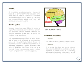 OLFATO

Es el sentido encargado de detectar y procesar los
olores. Es un quimiorreceptor en el que actúan como
estimulante las partículas aromáticas u odoríferas
desprendidas de los cuerpos volátiles, que ingresan
por el epitelio olfatorio ubicado en la nariz, y son
procesadas por el sistema olfativo.

Cerebro y olfato

Las sustancias químicas suspendidas en el aire que se
respira fluyen a través de la cavidad nasal y estimulan    Zonas del olfato en el cerebro
los receptores llamados bastones olfatorios. Los
mensajes referentes al olor viajan al cerebro por
medio de los nervios olfativos.                           TRASTORNOS DEL OLFATO
Este mensaje es transmitido hacia el bulbo olfativo,        -   Hiposmia
que se ocupa de la percepción de los olores. Pero
primero la información lega al sistema límbico y al         Es la reducción de la capacidad de detectar olores.
hipotálamo, regiones cerebrales responsables de las         -   Anosmia
emociones, sentimientos, instintos e impulsos, tales
regiones almacenan también los contenidos de la             Es la pérdida del olfato, uno de los primeros
memoria. Por este motivo los olores pueden modificar        síntomas en su detección es que las personas que
nuestro comportamiento y funciones corporales.              la padecen no sienten el sabor de sus comidas y
                                                            encuentran toda sustancia insípida (sin sabor) por




                                                                                                                  28
 