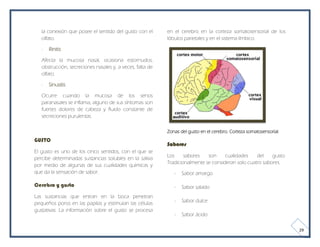 la conexión que posee el sentido del gusto con el       en el cerebro en la corteza somatosensorial de los
   olfato.                                                 lóbulos parietales y en el sistema límbico.

   -   Rinitis

   Afecta la mucosa nasal, ocasiona estornudos,
   obstrucción, secreciones nasales y, a veces, falta de
   olfato.

   -   Sinusitis

   Ocurre cuando la mucosa de los senos
   paranasales se inflama, alguno de sus síntomas son
   fuertes dolores de cabeza y fluido constante de
   secreciones purulentas.

                                                           Zonas del gusto en el cerebro. Corteza somatosensorial.
GUSTO
                                                           Sabores
El gusto es uno de los cinco sentidos, con el que se
                                                           Los     sabores   son     cualidades    del    gusto.
percibe determinadas sustancias solubles en la saliva
                                                           Tradicionalmente se consideran solo cuatro sabores.
por medio de algunas de sus cualidades químicas y
que da la sensación de sabor.                                 -   Sabor amargo

Cerebro y gusto                                               -   Sabor salado
Las sustancias que entran en la boca penetran
pequeños poros en las papilas y estimulan las células         -   Sabor dulce
gustativas. La información sobre el gusto se procesa
                                                              -   Sabor ácido

                                                                                                                     29
 