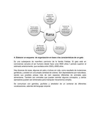 Grupo de
Anfibios con
rango
taxonómico
de orden

Tienen patas
desarrolladas
y adaptadas
para el salto

Rana
Se dice que
hay más de
5000 especies
en 48 familias

Carecen de
cola por
presentar un
cuerpo corto y
ensanchado

Viven cerca o
fuera del agua

4. Elaborar un esquema de organización en base a las características de un gato
Es una subespecie de mamífero carnívoro de la familia Felidae. El gato está en
convivencia cercana al ser humano desde hace unos 9500 años,1 periodo superior al
estimado anteriormente, que oscilaba entre 3500 y 8000 años.
Hay docenas de razas, algunas sin pelo o incluso sin cola, como resultado de mutaciones
genéticas, y existen en una amplia variedad de colores. Son depredadores por naturaleza,
siendo sus posibles presas más de cien especies diferentes de animales para
alimentarse. También son animales que pueden asimilar algunos conceptos, y ciertos
ejemplares pueden ser entrenados para manipular mecanismos simples.
Se comunican con gemidos, gruñidos y alrededor de un centenar de diferentes
vocalizaciones, además del lenguaje corporal.

 