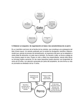Subespecie de
mamífero
carnívoro de la
familia Felidae

Casi siempre ha
estado con el ser
humano desde
hace unos 9500
años

Son
depredadores
por naturaleza

Gato
Algunos sin pelo
o incluso sin cola

Hay docenas de
razs

5. Elaborar un esquema de organización en base a las características de un perro
Es un mamífero carnívoro de la familia de los cánidos, que constituye una subespecie del
lobo (Canis lupus). Un estudio publicado por la revista de divulgación científica «Nature»
revela que, gracias al proceso de domesticación, el organismo del perro se ha adaptado a
cierta clase de alimentos, en este caso el almidón. Su tamaño o talla, su forma y pelaje es
muy diverso según la raza. Posee un oído y olfato muy desarrollados, siendo este último
su principal órgano sensorial. En las razas pequeñas puede alcanzar una longevidad de
cerca de 20 años, con atención esmerada por parte del propietario, de otra forma su vida
en promedio es alrededor de los 15 años.

Constituye una
subespecie del
lobo

Mamífero
carnívoro de la
familia de los
cánidos

Posee un oído y
olfato muy
desarrollados

Perro

En las razas
pequeñas puede
alcanzar una
longevidad de
cerca de 20 años

 