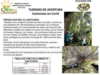 AGENCIA DE VIAJES Y
PROMOTORA DE TURISMO
RNT 27716
EN ALIANZA CON
PARQUE NATURAL EL SANTUARIO.
Ubicado en la vereda la Cantera de este municipio, cuenta con
una extensión de 100 hectáreas en promedio, es un bosque
tropical húmedo con rocas grandes de caliza que hace de este
laberintos, túneles, los cuales se cruzan por arriba, por en medio,
con lianas o bejucos, por raíces, con una fauna nocturna como
son los Tinajos, Armadillos, Picures, Cinco Dedos, Faras, entre
otros, protegido por acuerdo municipal de 1.994 contra la tala y
caza.
Caminata dentro del parque con rutas extremas, suaves o
regulares de acuerdo al físico de las personas.
La caminata dentro del parque dura entre hora y media a dos
horas.
La caminata de Curití al parque el promedio es de una hora ida y
una hora de regreso.
TURISMO DE AVENTURA
Caminatas en Curití
 