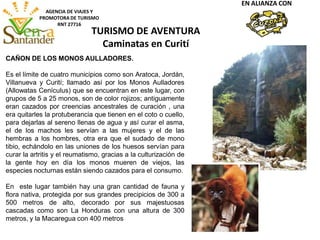 AGENCIA DE VIAJES Y
PROMOTORA DE TURISMO
RNT 27716
EN ALIANZA CON
CAÑON DE LOS MONOS AULLADORES.
Es el límite de cuatro municipios como son Aratoca, Jordán,
Villanueva y Curití; llamado así por los Monos Aulladores
(Allowatas Cenículus) que se encuentran en este lugar, con
grupos de 5 a 25 monos, son de color rojizos; antiguamente
eran cazados por creencias ancestrales de curación , una
era quitarles la protuberancia que tienen en el coto o cuello,
para dejarlas al sereno llenas de agua y así curar el asma,
el de los machos les servían a las mujeres y el de las
hembras a los hombres, otra era que el sudado de mono
tibio, echándolo en las uniones de los huesos servían para
curar la artritis y el reumatismo, gracias a la culturización de
la gente hoy en día los monos mueren de viejos, las
especies nocturnas están siendo cazados para el consumo.
En este lugar también hay una gran cantidad de fauna y
flora nativa, protegida por sus grandes precipicios de 300 a
500 metros de alto, decorado por sus majestuosas
cascadas como son La Honduras con una altura de 300
metros, y la Macaregua con 400 metros
TURISMO DE AVENTURA
Caminatas en Curití
 