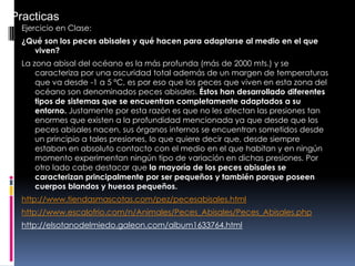 Ejercicio en Clase:
¿Qué son los peces abisales y qué hacen para adaptarse al medio en el que
viven?
La zona abisal del océano es la más profunda (más de 2000 mts.) y se
caracteriza por una oscuridad total además de un margen de temperaturas
que va desde -1 a 5 ºC, es por eso que los peces que viven en esta zona del
océano son denominados peces abisales. Éstos han desarrollado diferentes
tipos de sistemas que se encuentran completamente adaptados a su
entorno. Justamente por esta razón es que no les afectan las presiones tan
enormes que existen a la profundidad mencionada ya que desde que los
peces abisales nacen, sus órganos internos se encuentran sometidos desde
un principio a tales presiones, lo que quiere decir que, desde siempre
estaban en absoluto contacto con el medio en el que habitan y en ningún
momento experimentan ningún tipo de variación en dichas presiones. Por
otro lado cabe destacar que la mayoría de los peces abisales se
caracterizan principalmente por ser pequeños y también porque poseen
cuerpos blandos y huesos pequeños.
http://www.tiendasmascotas.com/pez/pecesabisales.html
http://www.escalofrio.com/n/Animales/Peces_Abisales/Peces_Abisales.php
http://elsotanodelmiedo.galeon.com/album1633764.html
Practicas
 