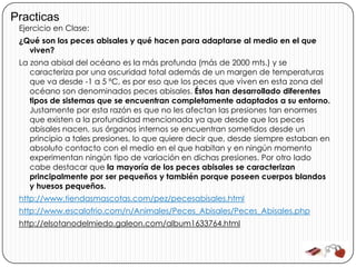 Practicas
 Ejercicio en Clase:
 ¿Qué son los peces abisales y qué hacen para adaptarse al medio en el que
   viven?
 La zona abisal del océano es la más profunda (más de 2000 mts.) y se
    caracteriza por una oscuridad total además de un margen de temperaturas
    que va desde -1 a 5 ºC, es por eso que los peces que viven en esta zona del
    océano son denominados peces abisales. Éstos han desarrollado diferentes
    tipos de sistemas que se encuentran completamente adaptados a su entorno.
    Justamente por esta razón es que no les afectan las presiones tan enormes
    que existen a la profundidad mencionada ya que desde que los peces
    abisales nacen, sus órganos internos se encuentran sometidos desde un
    principio a tales presiones, lo que quiere decir que, desde siempre estaban en
    absoluto contacto con el medio en el que habitan y en ningún momento
    experimentan ningún tipo de variación en dichas presiones. Por otro lado
    cabe destacar que la mayoría de los peces abisales se caracterizan
    principalmente por ser pequeños y también porque poseen cuerpos blandos
    y huesos pequeños.
 http://www.tiendasmascotas.com/pez/pecesabisales.html
 http://www.escalofrio.com/n/Animales/Peces_Abisales/Peces_Abisales.php
 http://elsotanodelmiedo.galeon.com/album1633764.html
 