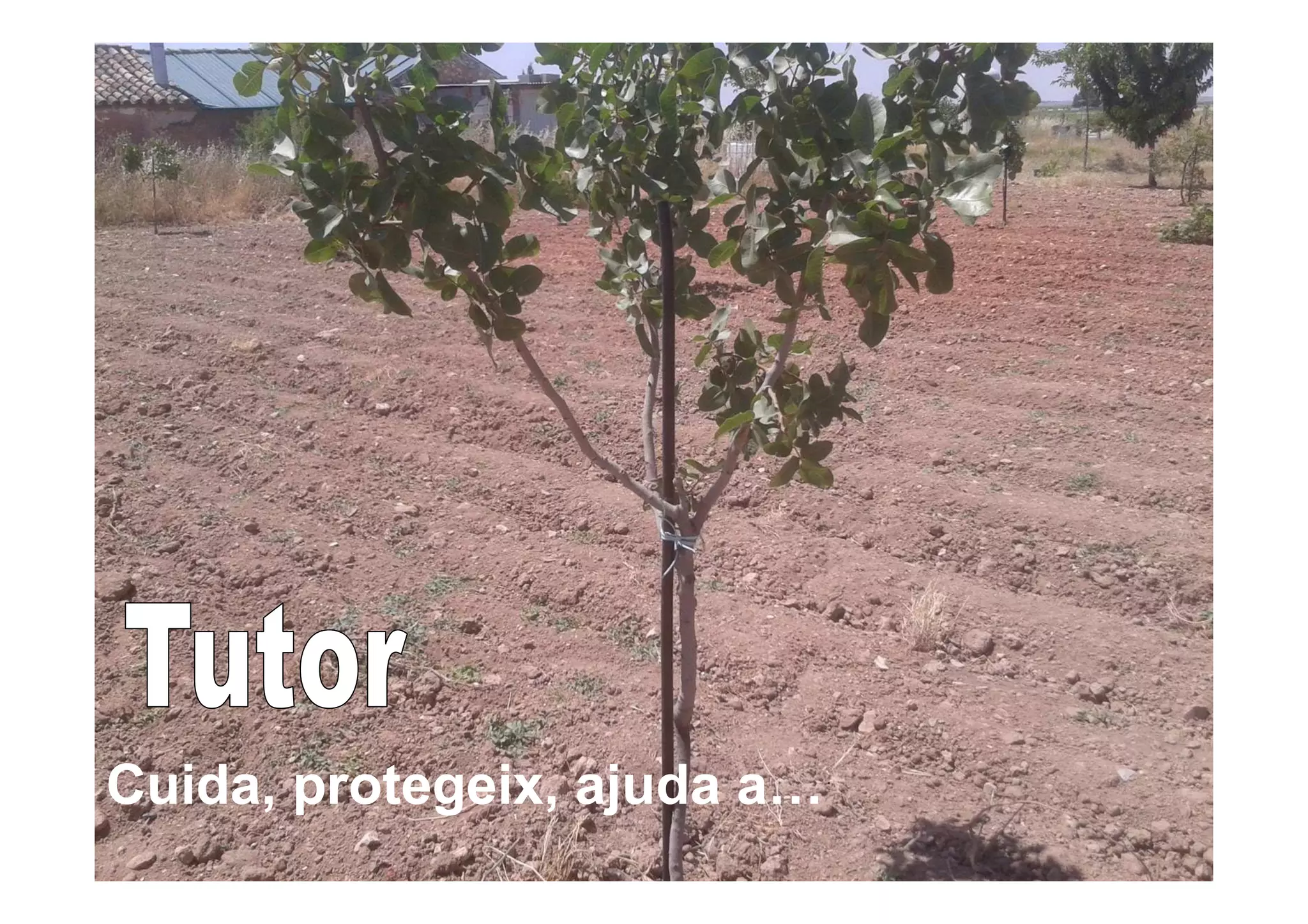 Cuida, protegeix, ajuda a…
 