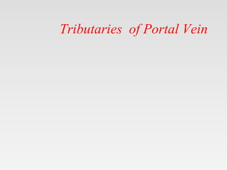 Tributaries of Portal Vein
 