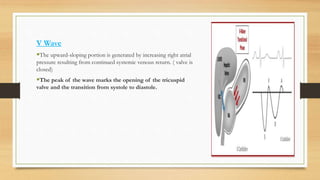 V Wave
The upward-sloping portion is generated by increasing right atrial
pressure resulting from continued systemic venous return. ( valve is
closed)
The peak of the wave marks the opening of the tricuspid
valve and the transition from systole to diastole.
 