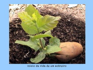 inicio da vida de um sobreiro
 