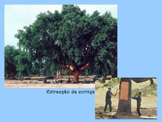 Extracção da cortiça
 