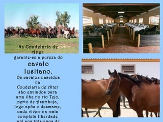 Na Coudelaria de
Alter
garante-se a pureza do
cavalo
lusitano.
Os cavalos nascidos
na
Coudelaria de Alter
são enviados para
uma ilha no rio Tejo,
perto de Azambuja,
logo após o desmame,
onde vivem na mais
completa liberdade
 
