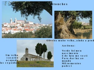 Arronches   Um velho  casarão  ocupado  pelas cegonhas Oliveira muito velha, ainda a produzir   Azeitona: Verde foi meu nascimento E de luto me vesti Para dar luz ao mundo Mil tormentos padeci 