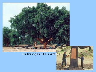 Extracção da cortiça 