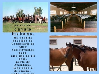 Na  Coudelaria de Alter   garante-se a pureza do  cavalo lusitano. Os cavalos nascidos na  Coudelaria de Alter  são enviados para  uma ilha no rio Tejo,  perto de Azambuja,  logo após o desmame,  onde vivem na mais  completa liberdade  até aos três anos de idade.  