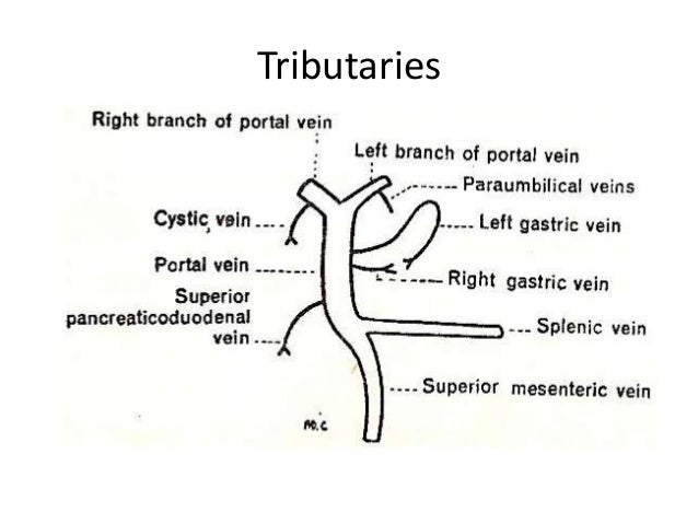 Hepatic Portal vein and portocaval anatomosis Hepatic Portal vein and portocaval anatomosis