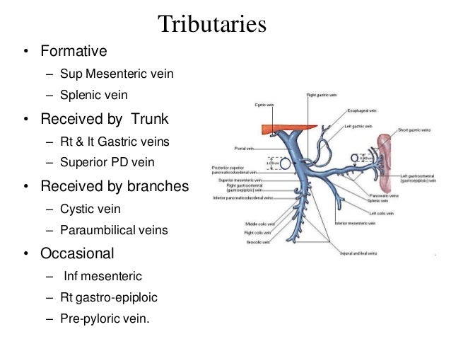 Hepatic Portal vein and portocaval anatomosis Hepatic Portal vein and portocaval anatomosis