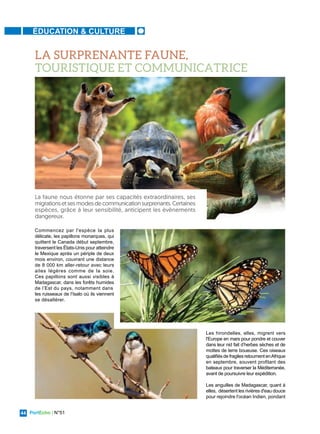 PortEcho | N°51
44
ÉDUCATION & CULTURE
Commencez par l'espèce la plus
délicate, les papillons monarques, qui
quittent le Canada début septembre,
traversent les États-Unis pour atteindre
le Mexique après un périple de deux
mois environ, couvrant une distance
de 8 000 km aller-retour avec leurs
ailes légères comme de la soie.
Ces papillons sont aussi visibles à
Madagascar, dans les forêts humides
de l’Est du pays, notamment dans
les ruisseaux de l’Isalo où ils viennent
se désaltérer.
La faune nous étonne par ses capacités extraordinaires, ses
migrationsetsesmodesdecommunicationsurprenants.Certaines
espèces, grâce à leur sensibilité, anticipent les évènements
dangereux.
Les hirondelles, elles, migrent vers
l'Europe en mars pour pondre et couver
dans leur nid fait d’herbes sèches et de
mottes de terre boueuse. Ces oiseaux
qualifiés de fragiles retournent enAfrique
en septembre, souvent profitant des
bateaux pour traverser la Méditerranée,
avant de poursuivre leur expédition.
Les anguilles de Madagascar, quant à
elles, désertent les rivières d'eau douce
pour rejoindre l'océan Indien, pondant
LA SURPRENANTE FAUNE,
TOURISTIQUE ET COMMUNICATRICE
 